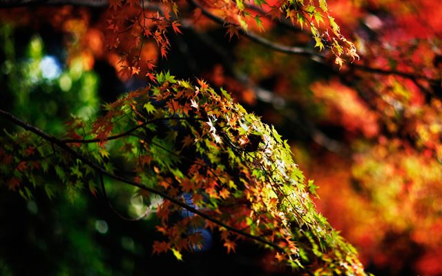 1024x1024 Japanese Maple Tree Autumn - tree iPad Wallpaper