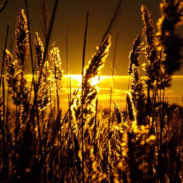 1024x1024 Sunset Golden Reed - brown iPad Wallpaper