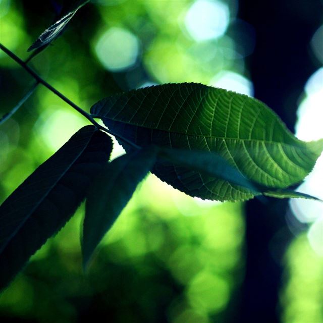 1024x1024 Forest Leaf Macro -  iPad Wallpaper
