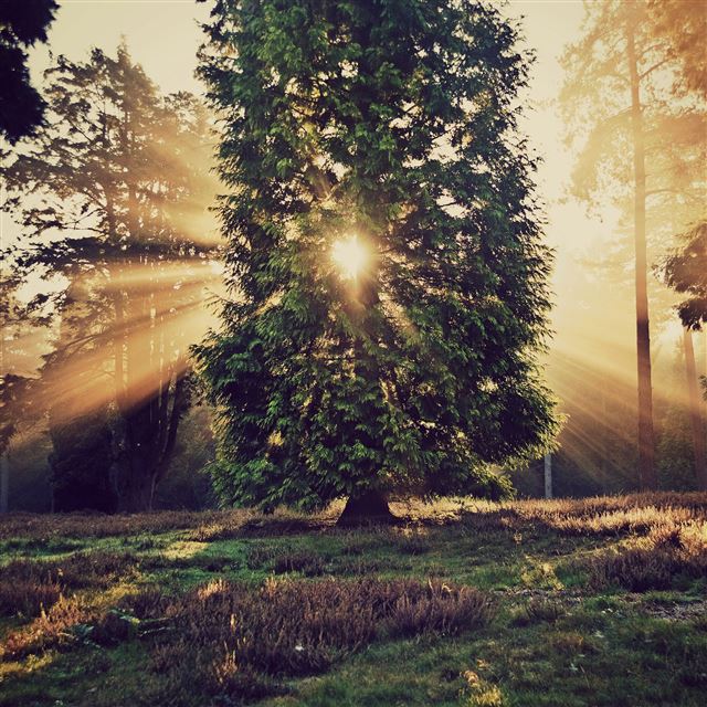 2048x2048 Sun Through Tree In Forest - sunlight iPad Wallpaper
