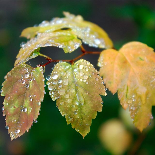 1024x1024 Dew On Bud Leaf -  iPad Wallpaper
