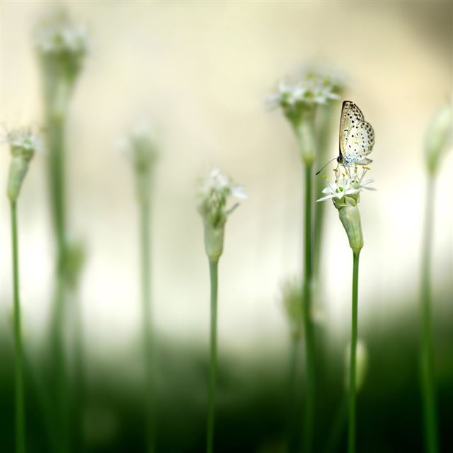 1024x1024 Butterfly On Chives Flower - butterfly iPad Wallpaper