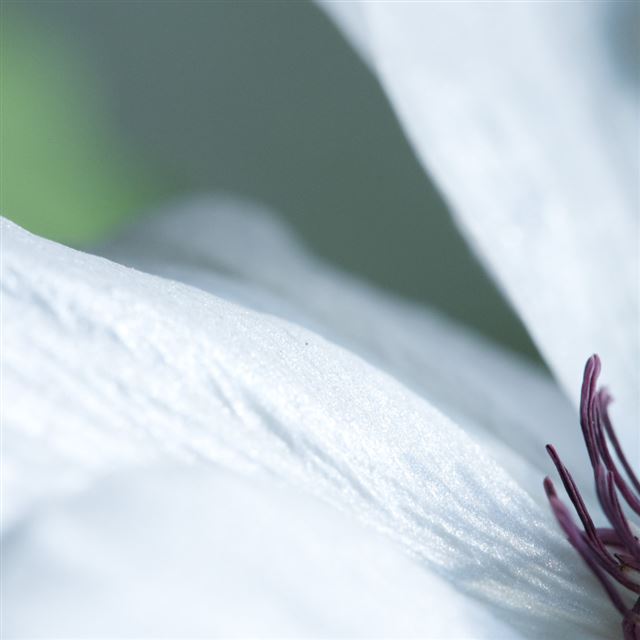1024x1024 Flower Petals - petals iPad Wallpaper