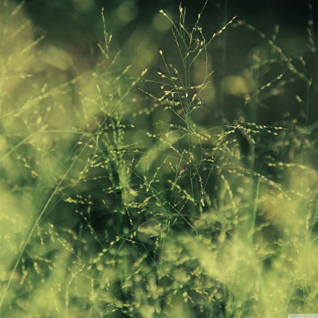 1024x1024 Nature Grass Field - plant iPad Wallpaper