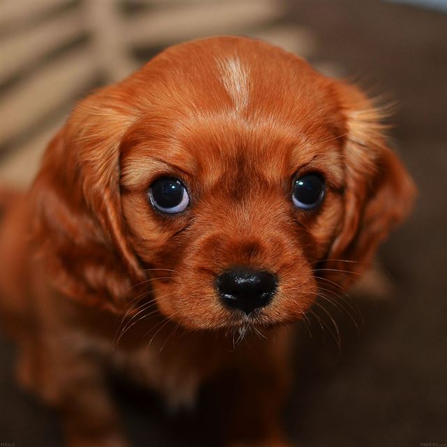 1024x1024 Cute Puppy Dog - orange iPad Wallpaper