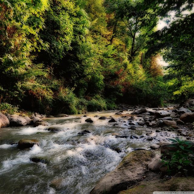 1024x1024 Clear River Flowing In The Forest - trees iPad Wallpaper
