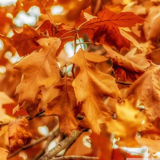 1024x1024 Nature Withered Golden Leaves - leaves iPad Wallpaper