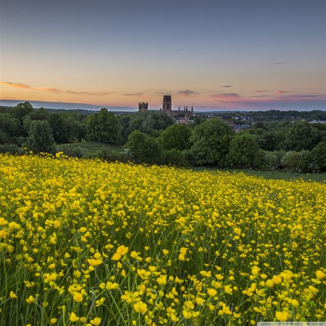 1024x1024 Durham Buttercup Field - landscape iPad Wallpaper