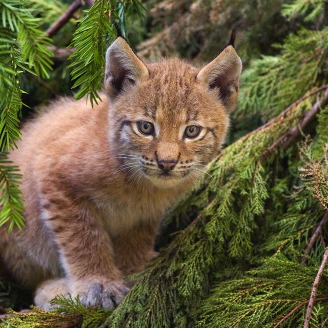1024x1024 Baby Bobcat - trees iPad Wallpaper
