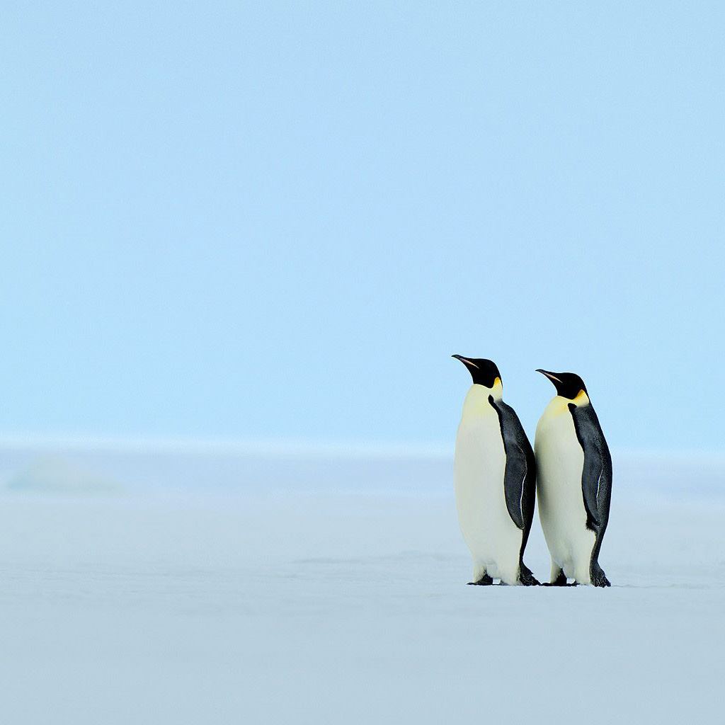 Digital Download Cute Penguins iPad Wallpaper