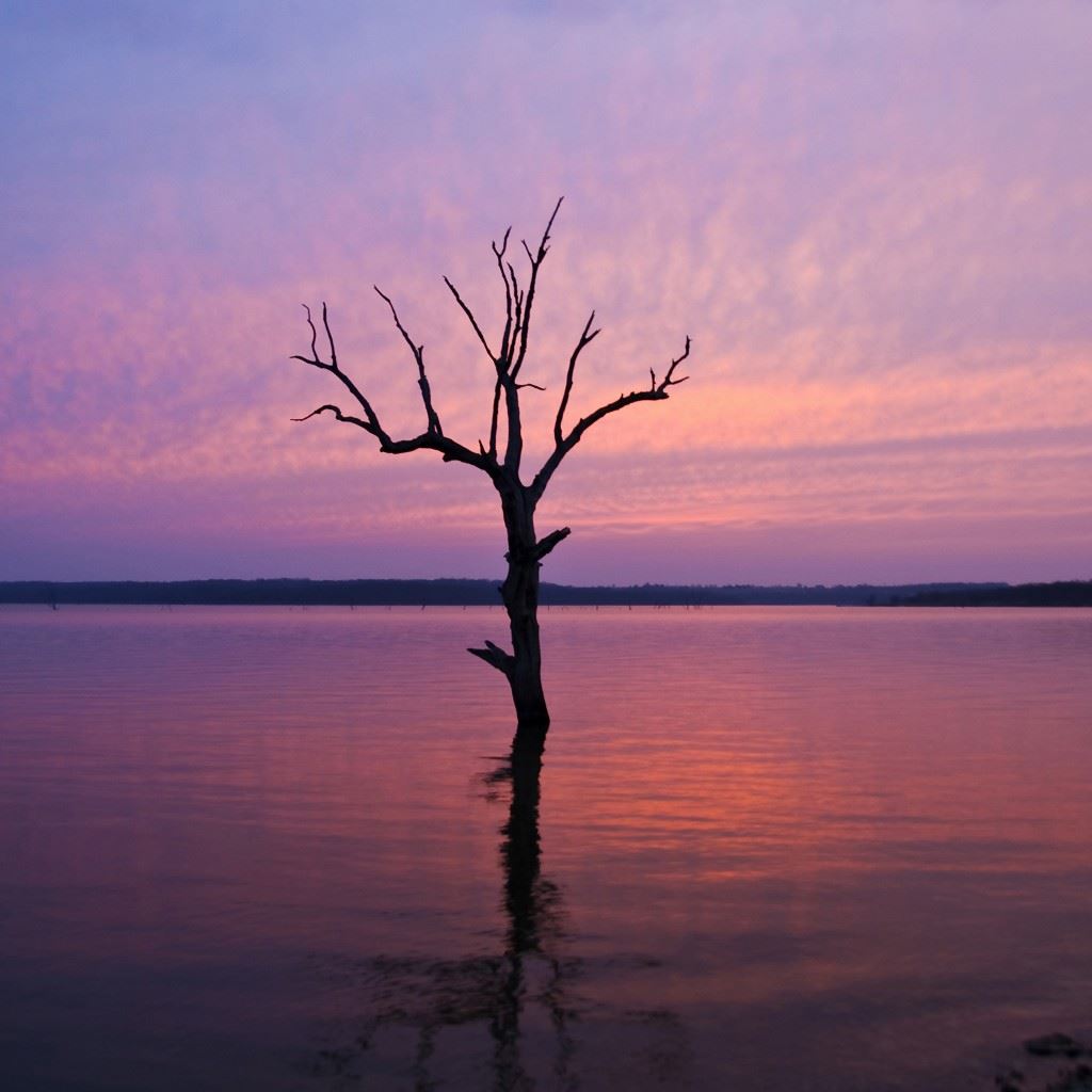 Lonely Tree In Purple Lake iPad Wallpapers Free Download