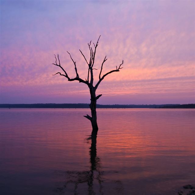 1024x1024 Lonely Tree In Purple Lake - tree iPad Wallpaper