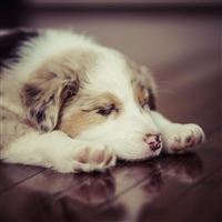 Puppy Dog Sleep Spotted wallpaper