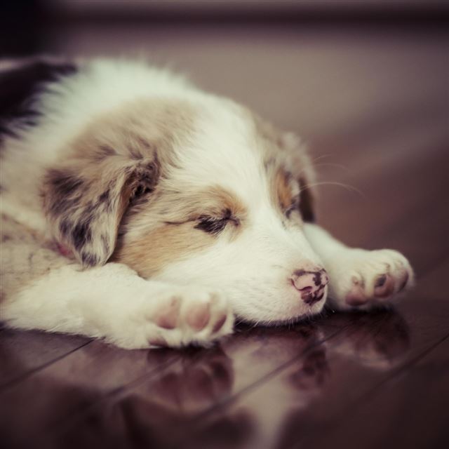 1024x1024 Puppy Dog Sleep Spotted - lovely iPad Wallpaper