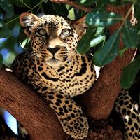 Wild Leopard wallpaper