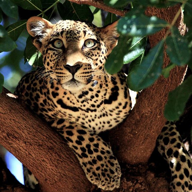 1024x1024 Wild Leopard - green iPad Wallpaper