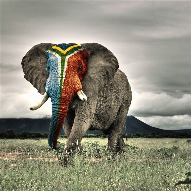 1024x1024 Africa Elephant - green iPad Wallpaper