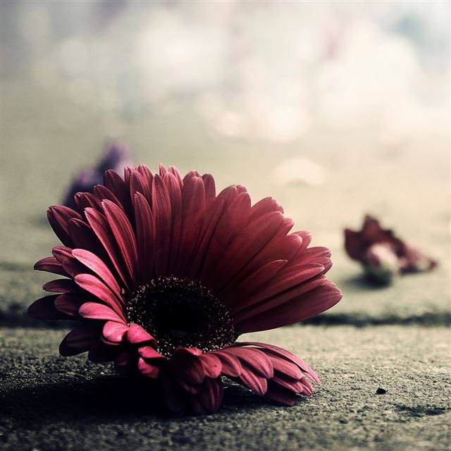 1024x1024 Macro Flower Vintage Scene - vintage iPad Wallpaper