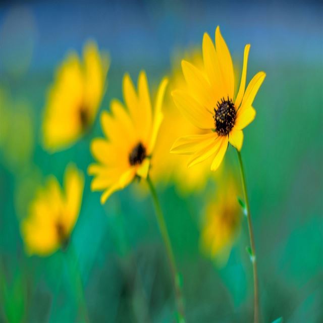 1024x1024 Sunflower Bokeh Art - nature iPad Wallpaper