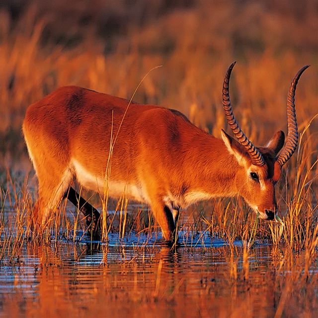 1024x1024 Antelope In Grassland - yellow iPad Wallpaper