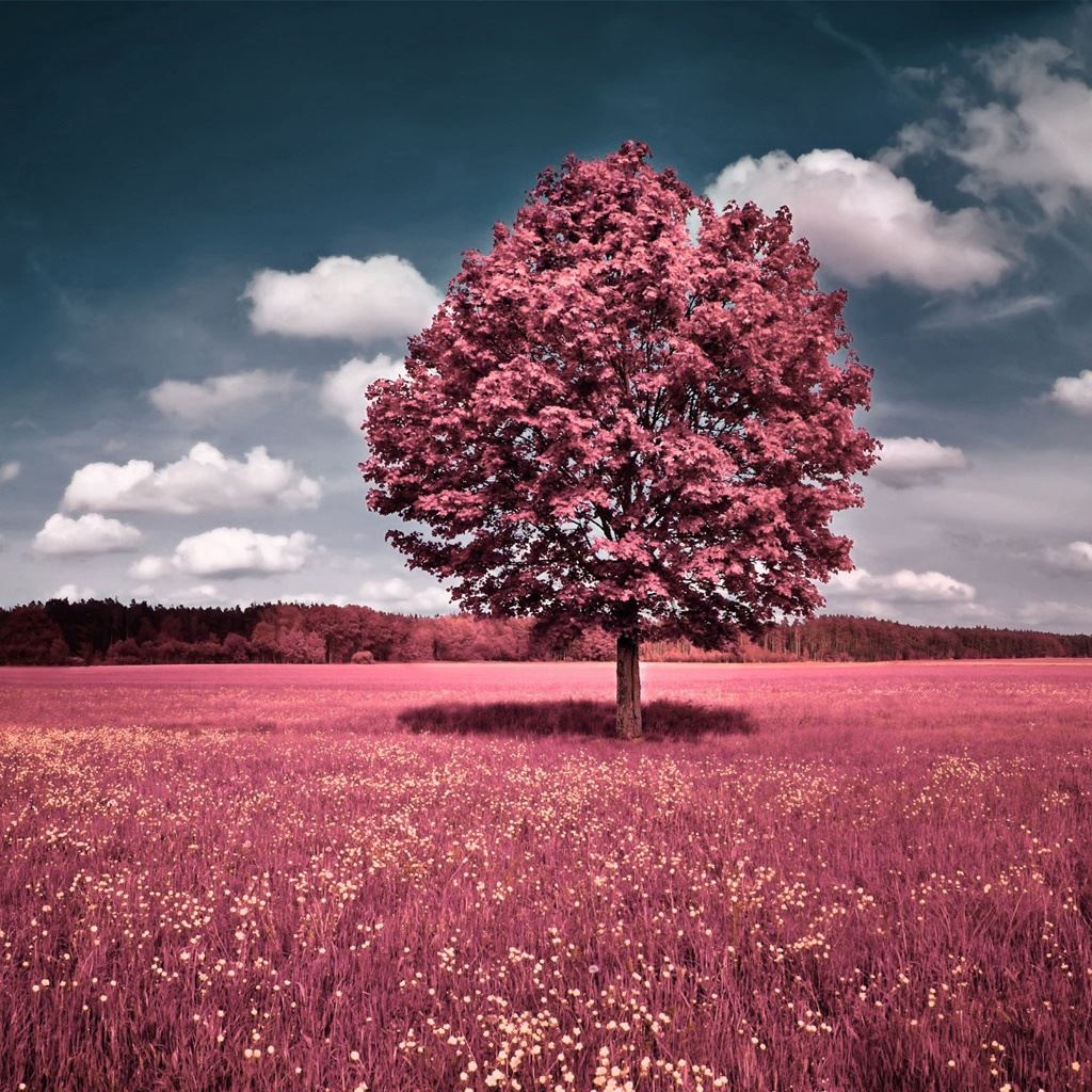 One Pink Tree In Grassland iPad Wallpapers Free Download