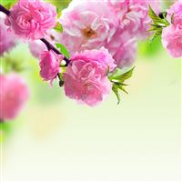 Nature Spring Pink Flower  wallpaper