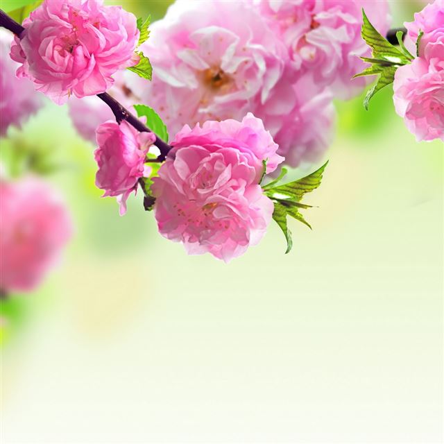 1024x1024 Nature Spring Pink Flower  -  iPad Wallpaper