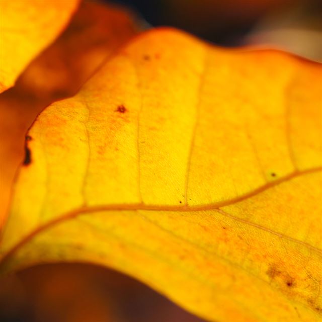 1024x1024 Orange Leaf Macro -  iPad Wallpaper
