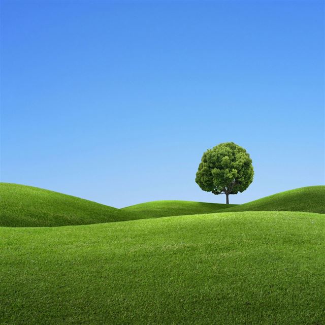1024x1024 Single Tree - scenery iPad Wallpaper