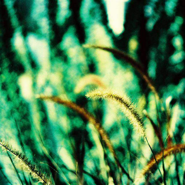 1024x1024 Abstract Dog's Tail Grass - cyan iPad Wallpaper