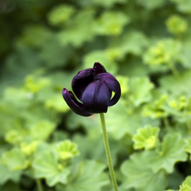 1024x1024 Violet Tulip Macro Field - purple iPad Wallpaper