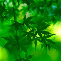 Nature Green Maple Leaf Branch wallpaper