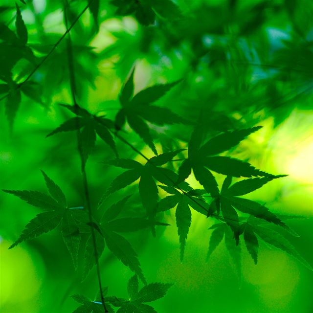 1024x1024 Nature Green Maple Leaf Branch - leaf iPad Wallpaper