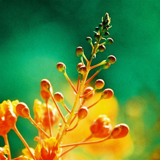 1024x1024 Fruit Branch Macro -  iPad Wallpaper