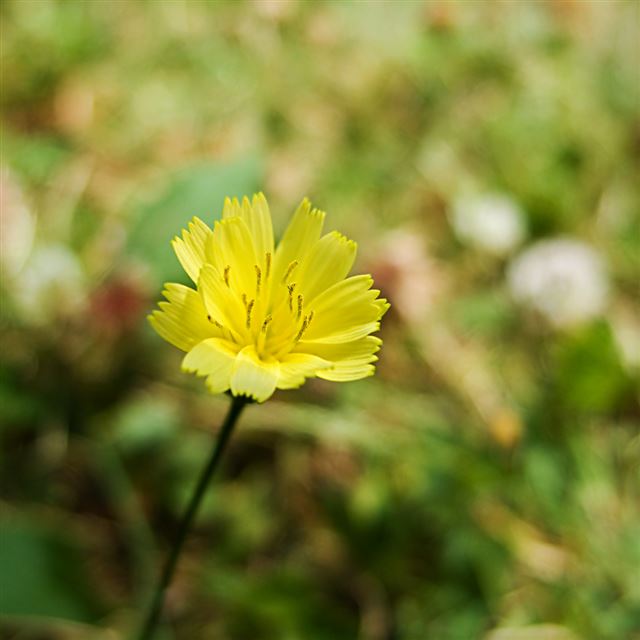 1024x1024 Little Yellow Flower Macro -  iPad Wallpaper