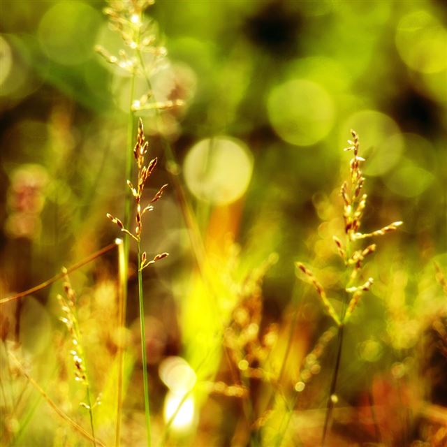 1024x1024 Bokeh Meadow Grassland - bokeh iPad Wallpaper