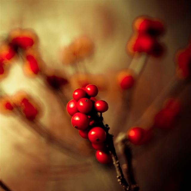 1024x1024 Some Berries Fruit Macro - fruit iPad Wallpaper