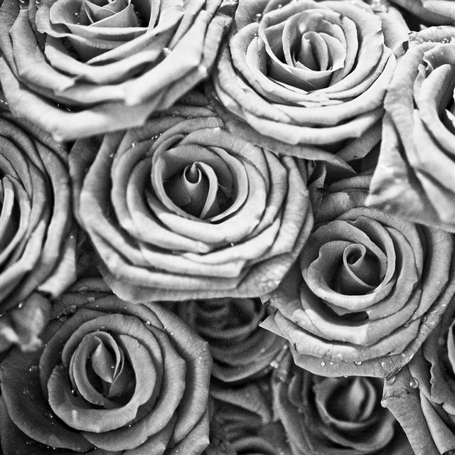 1024x1024 Grayscale Grace Rose Bunch -  iPad Wallpaper