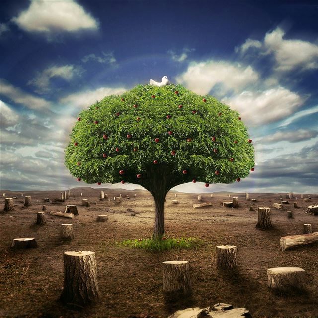 1024x1024 Single Tree - tree iPad Wallpaper