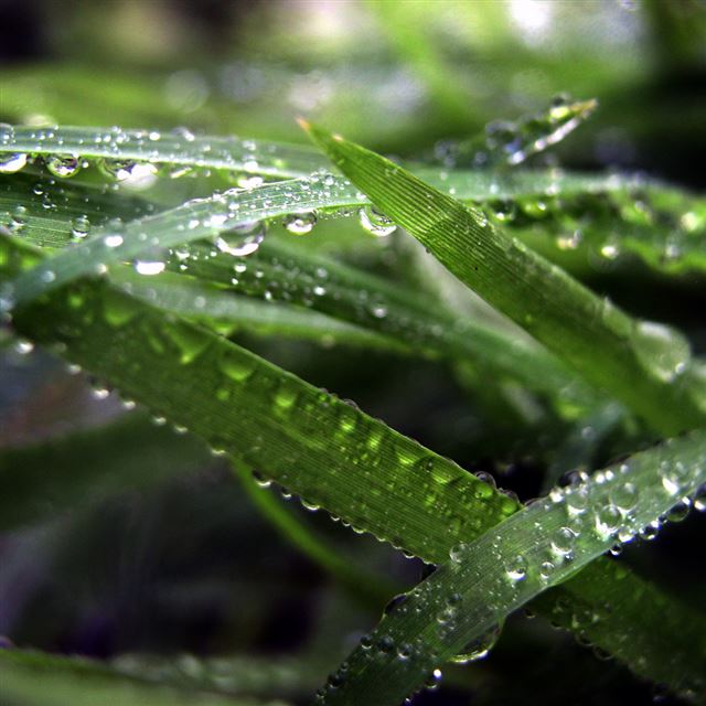 1024x1024 Green Leaf Dew Macro -  iPad Wallpaper