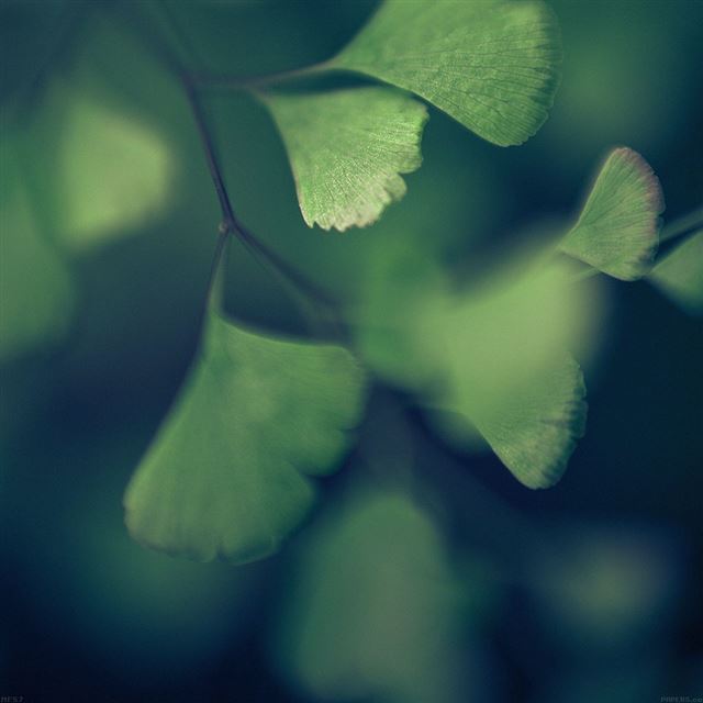 1024x1024 Good Luck Blue Clovers Leaf Nature - good luck iPad Wallpaper