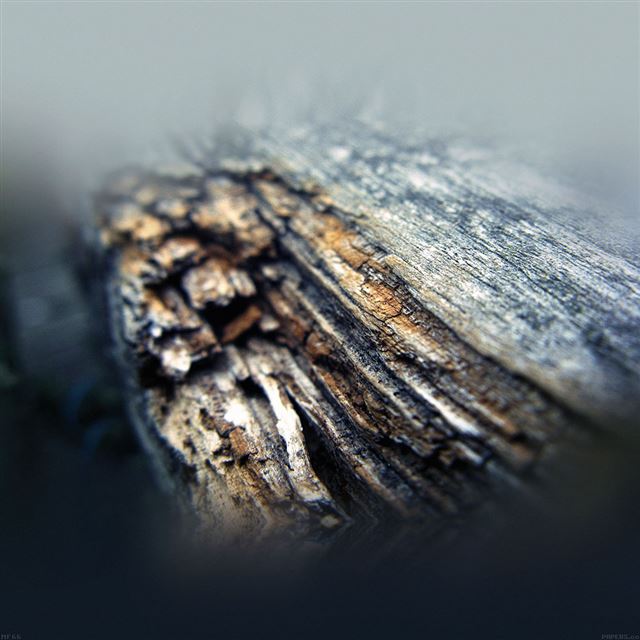 1024x1024 Old Aged Tree Nature - macro iPad Wallpaper