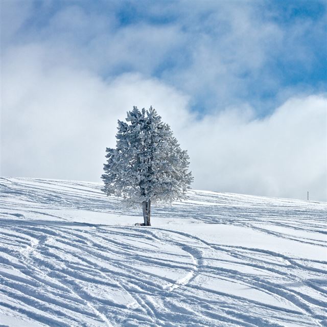 1024x1024 Nature Snow Tree Field - tree iPad Wallpaper