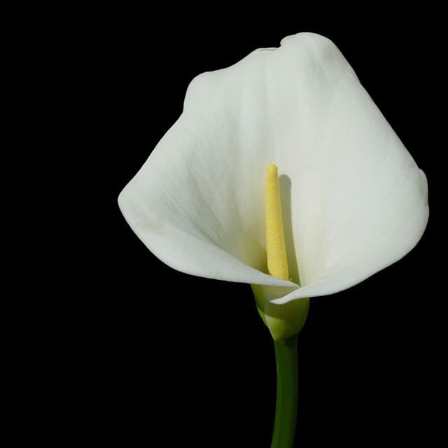1024x1024 White Calla Lily - plants iPad Wallpaper