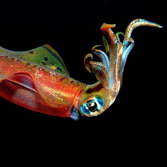 1024x1024 Colourful Squid - ocean iPad Wallpaper