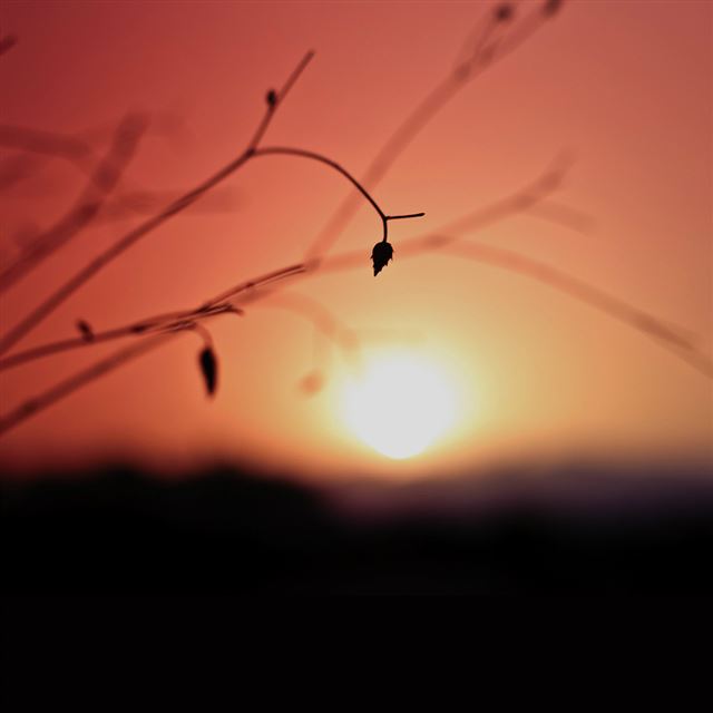 1024x1024 Minimal Sunset Nature Flower Night - flower iPad Wallpaper