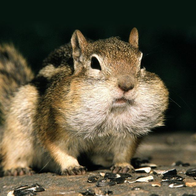 1024x1024 Chipmunk - animals iPad Wallpaper