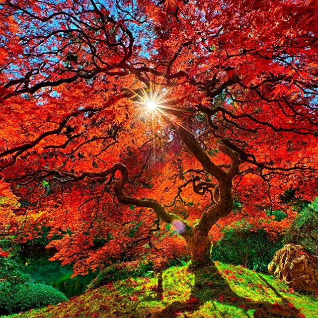 1024x1024 Nature Autumn Paradise Landscape - tree iPad Wallpaper
