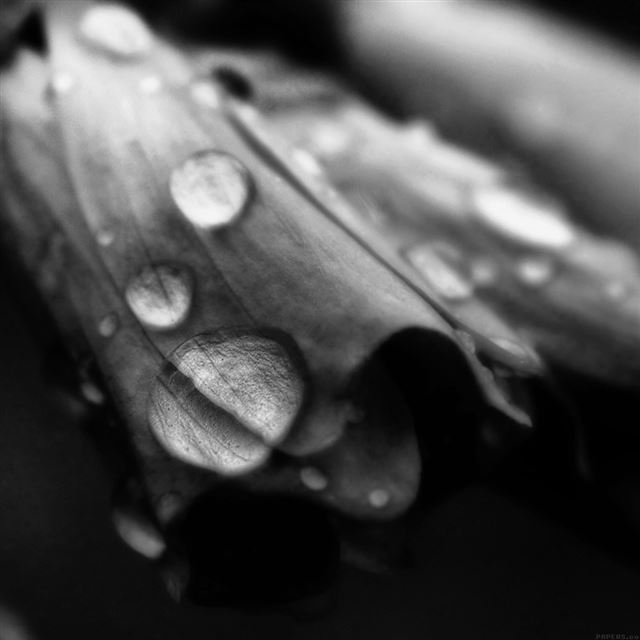 1024x1024 Nature Flower Raindrop In Dark - macro iPad Wallpaper