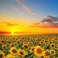Sunset Over Sun Flowers Field wallpaper